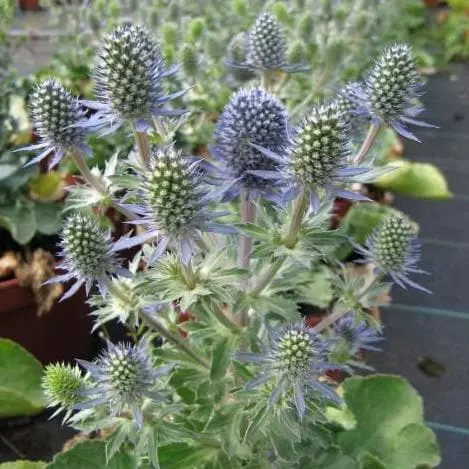 Future Forests Eryngium Planum Blue Hobbit All Perennials 3 Future Forests Eryngium Planum Blue Hobbit All Perennials