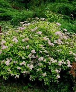 Future Forests Spiraea Japonica Golden Princess