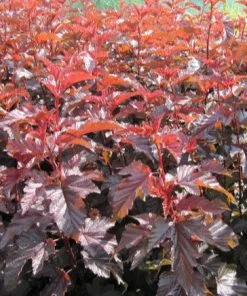 Future Forests Shrubs Physocarpus Opulifolius Little Angel