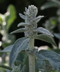 Future Forests More Stachys Byzantina