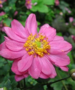 Future Forests More Anemone Hupehensis Var. Japonica Prinz Heinrich 9 Future Forests More Anemone Hupehensis Var. Japonica Prinz Heinrich