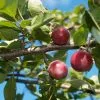 Future Forests Plumcot