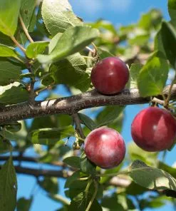 Future Forests Plumcot