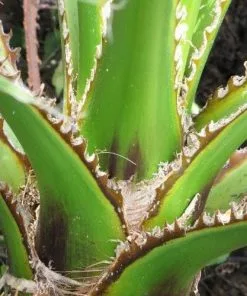 Future Forests Washingtonia Robusta Trees