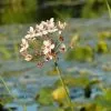 Future Forests More Butomus Umbellatus Schneeweisschen - Flowering Rush