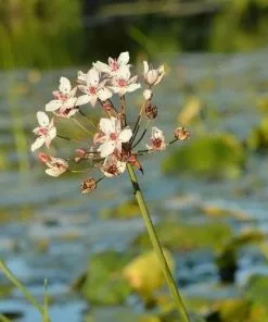 Future Forests More Butomus Umbellatus Schneeweisschen - Flowering Rush