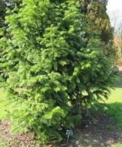 Future Forests Cunninghamia Lanceolata All Conifers