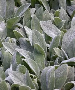 Future Forests More Stachys Byzantina