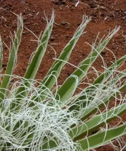 Future Forests Washingtonia Robusta Trees