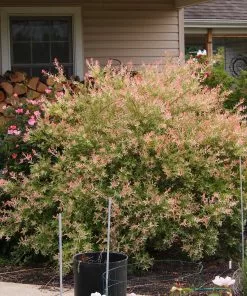 Future Forests Salix Integra Hakuro-nishiki Trees