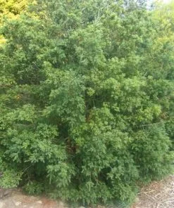 Future Forests All Conifers Saxegothea Conspicua - Prince Alberts Yew