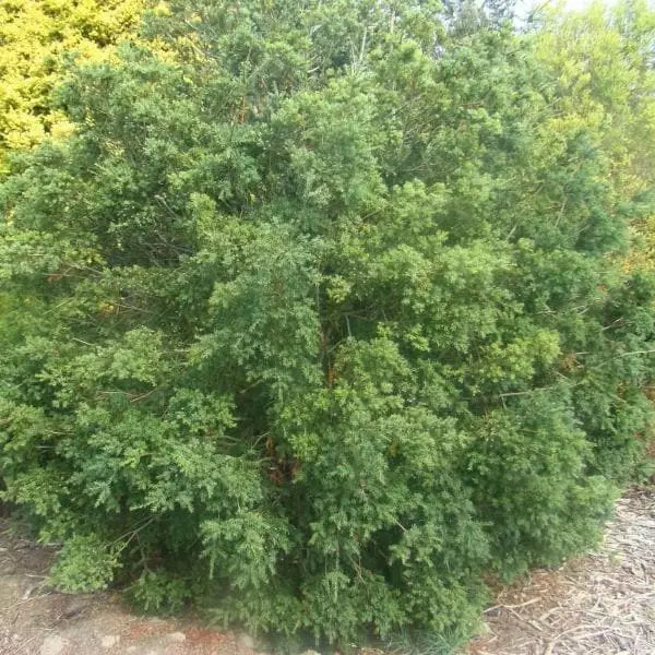 Future Forests All Conifers Saxegothea Conspicua - Prince Alberts Yew 4 Future Forests All Conifers Saxegothea Conspicua - Prince Alberts Yew