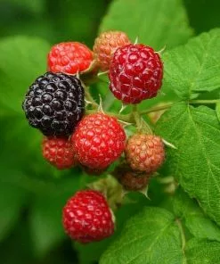 Future Forests Raspberry Black Jewel - Summer Fruiting