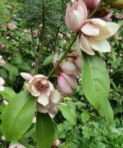 Future Forests Shrubs Magnolia Fairy Blush®