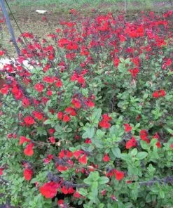 Future Forests More Salvia Greggii Royal Bumble