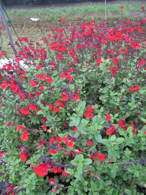 Future Forests More Salvia Greggii Royal Bumble 4 Future Forests More Salvia Greggii Royal Bumble