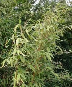 Future Forests More Fargesia Murielae