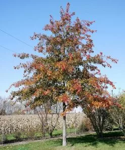 Future Forests Quercus Shumardii - Shumard Oak Trees