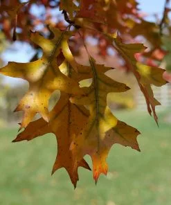 Future Forests Quercus Shumardii - Shumard Oak Trees
