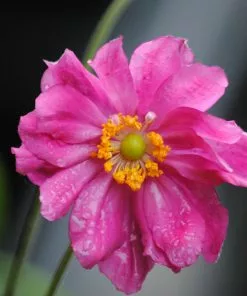 Future Forests More Anemone Hupehensis Var. Japonica Prinz Heinrich