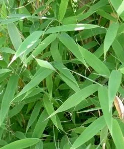 Future Forests More Fargesia Murielae