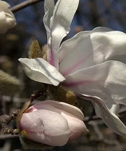 Future Forests Magnolia X Loebneri Merrill Trees