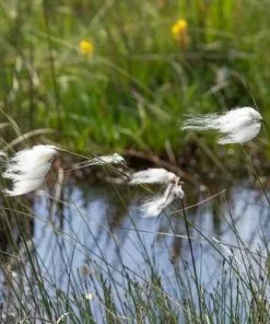 Future Forests More Eriophorum Angustifolium - Common Cotton Grass