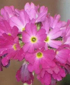 Future Forests All Perennials Primula Denticulata Red