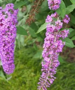 Future Forests Shrubs Buddleja Davidii Nanho Purple
