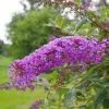 Future Forests Shrubs Buddleja Davidii Nanho Purple