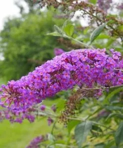 Future Forests Shrubs Buddleja Davidii Nanho Purple