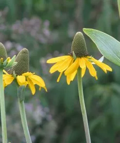 Future Forests More Rudbeckia Maxima 8 Future Forests More Rudbeckia Maxima