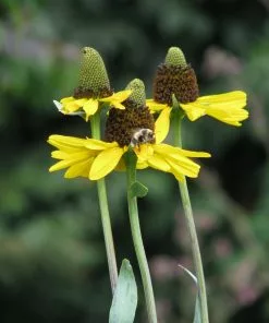 Future Forests More Rudbeckia Maxima