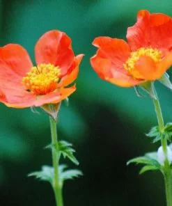 Future Forests Geum Borisii