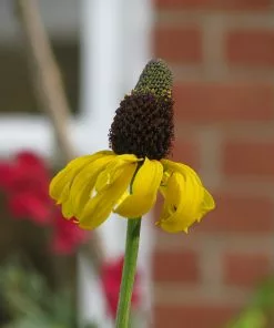Future Forests More Rudbeckia Maxima