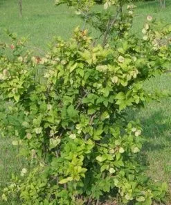 Future Forests Abeliophyllum Distichum