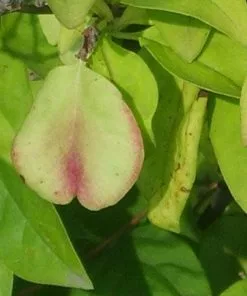 Future Forests Abeliophyllum Distichum