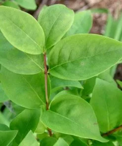 Future Forests Abeliophyllum Distichum