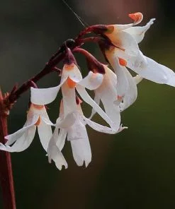 Future Forests Abeliophyllum Distichum