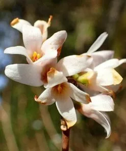 Future Forests Abeliophyllum Distichum