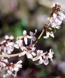 Future Forests Abeliophyllum Distichum