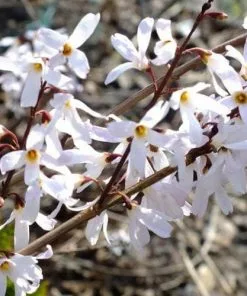 Future Forests Abeliophyllum Distichum