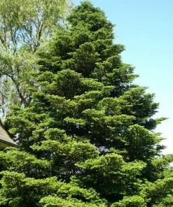 Future Forests Abies Koreana - Korean Fir All Conifers