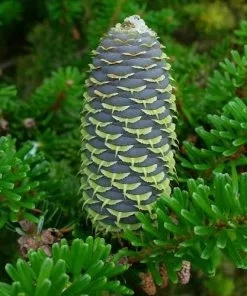 Future Forests Abies Koreana - Korean Fir All Conifers