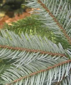 Future Forests Abies Nordmanniana - Nordmann Fir All Conifers
