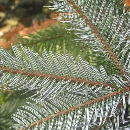 Future Forests Abies Nordmanniana - Nordmann Fir All Conifers 4 Future Forests Abies Nordmanniana - Nordmann Fir All Conifers