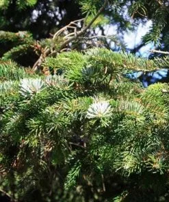 Future Forests Abies Nordmanniana - Nordmann Fir All Conifers 10 Future Forests Abies Nordmanniana - Nordmann Fir All Conifers