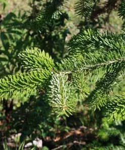 Future Forests Abies Nordmanniana - Nordmann Fir All Conifers 11 Future Forests Abies Nordmanniana - Nordmann Fir All Conifers