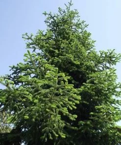 Future Forests Abies Nordmanniana - Nordmann Fir All Conifers 12 Future Forests Abies Nordmanniana - Nordmann Fir All Conifers