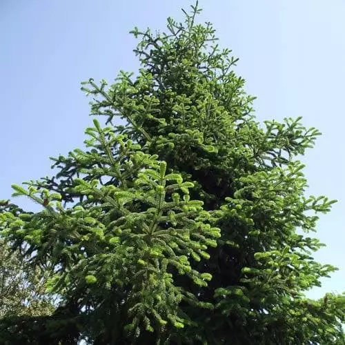 Future Forests Abies Nordmanniana - Nordmann Fir All Conifers 7 Future Forests Abies Nordmanniana - Nordmann Fir All Conifers